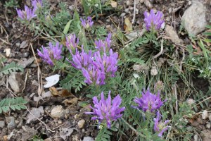 oxytropis jacquinii (1200 x 800)